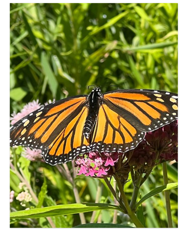 Monarch Resting
