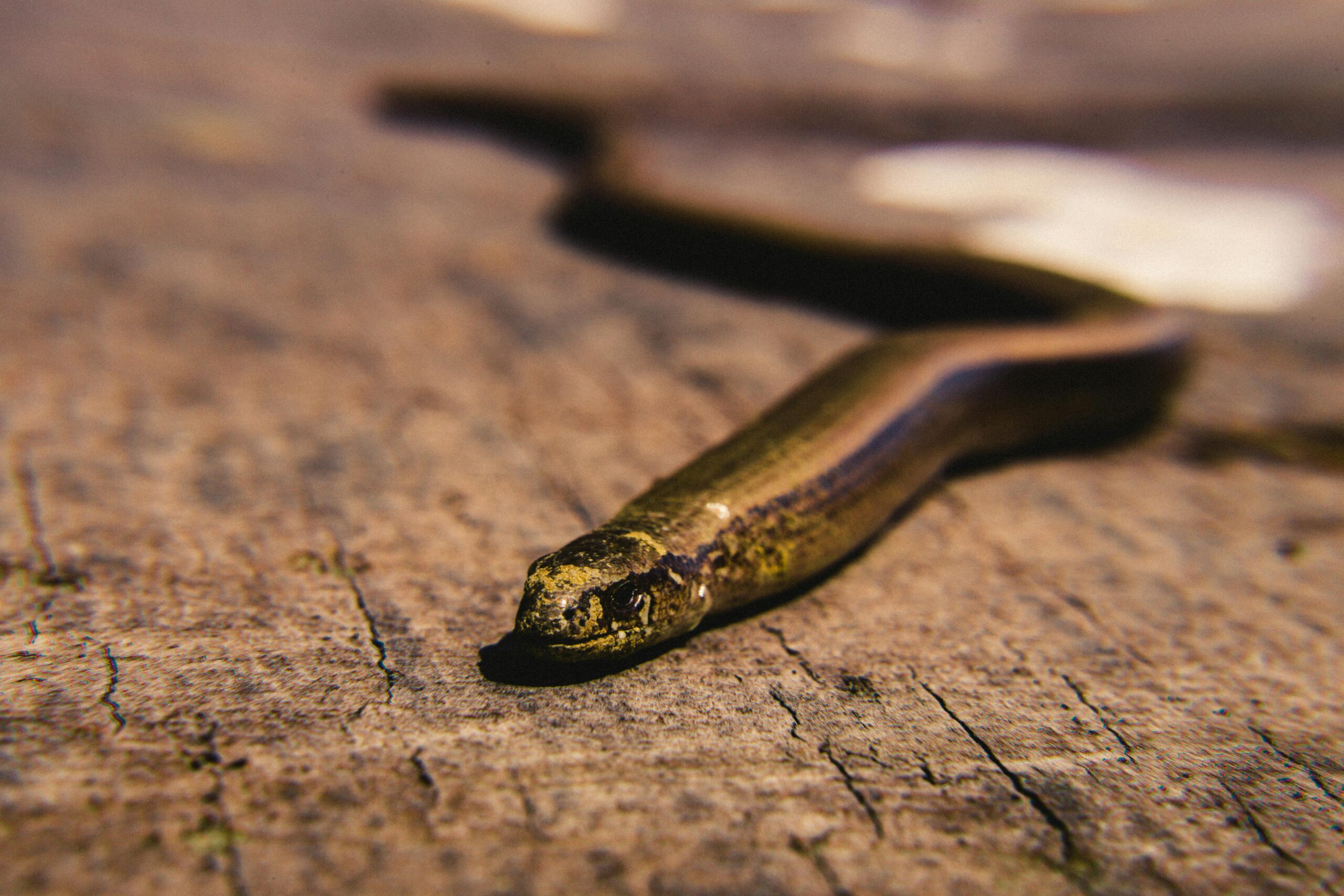 A snake slithering across a wooden surface